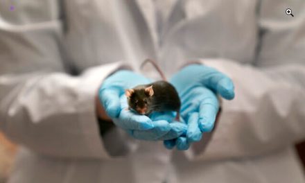 Israeli Study and Autism Symptoms Reduction