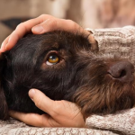 Service, Working, Therapy, and Emotional Support Dogs: What’s the Difference?