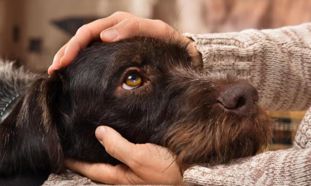 Service, Working, Therapy, and Emotional Support Dogs: What’s the Difference?