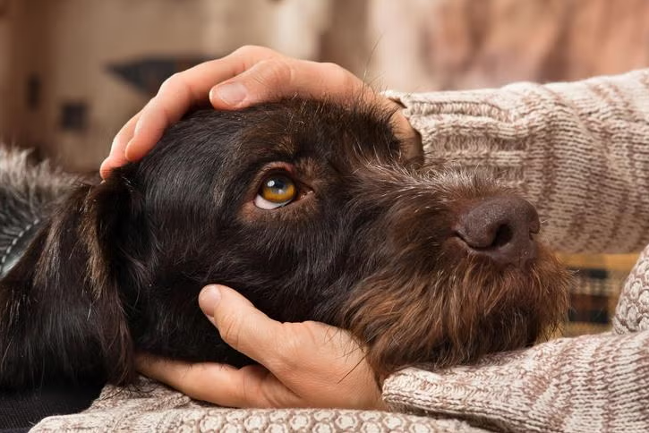 Service, Working, Therapy, and Emotional Support Dogs: What’s the Difference?